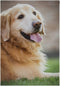 BlueViper Golden Retriever Dog Garden Flag Banner 12 x 18 Inch Decorative Garden Flag for Outdoor Lawn and Garden Home Décor Double-Sided...