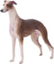 Greyhound Model, Plastic Material Simulation Greyhound , Teaching Tool Smoothing for...