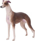 Greyhound Model, Plastic Material Simulation Greyhound , Teaching Tool Smoothing for...