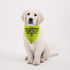 1 Piece Resue I'm Learning Please Pardon My Manners Dog Bandana Give Space Rescue Dog Bandana Pardon Dog Scarf (I'm Learning D)...
