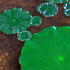 11Pcs Artificial Floating Plants Water Lily Lotus Flower and Leaves Pads for Home Garden Ponds Pool Aquarium Fish Tank Landscape Decoration...
