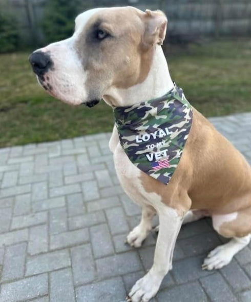 Set of Two Camo Dog Bandanas. One Size fits All, Lightweight, Breathable. Military Veterans, Air Force, Navy, Army, Marines, Pet Accessory, Large ...