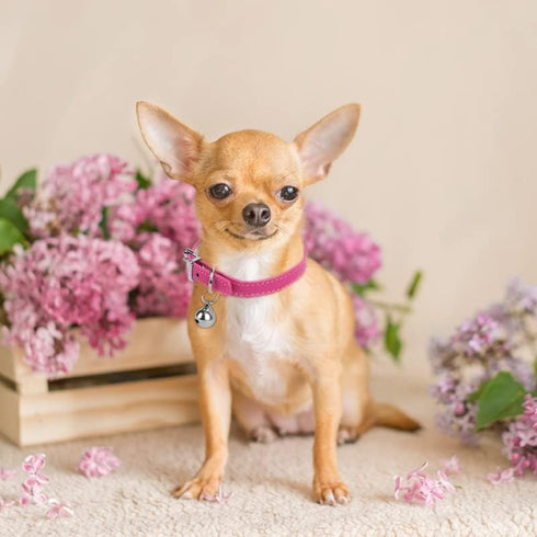 ChengFu XXS Dog Collar Teacup Dog Collar, Pink Dog Collar, Teacup Dog Collar for Small Dogs Cats, Pink, 3/8 inch Width...