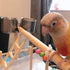 Parrot Feeding Cups Hanging Pet Animal Stainless Steel Birdcage Bowls Bird Bowls for Cage Parakeet Bird Cage Accessories Suitable Small and Medium...