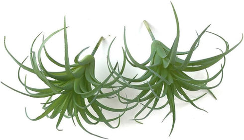 2 PCS Artificial Succulents Plants Unpotted Fake Tillandsia Air Plants Succulent Bouquet Arrangements Faux Plants DIY for Garden Decor Home Decora...