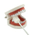Oral Mouth Swabs Sponge- Untreated and Unflavored for Baby & Elderly Oral Cleaning White 150 Counts...