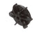 Grindmaster-Cecilware 210-00130 Impeller, Mixing...