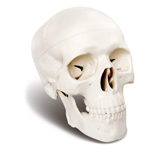 Mini Human Skull Model, 3 Parts Palm-Sized Anatomy Skull Model with Removable Skull Cap & Full Set Teeth, School Teaching-Learning Tool, Fun Decor...