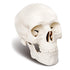 Mini Human Skull Model, 3 Parts Palm-Sized Anatomy Skull Model with Removable Skull Cap & Full Set Teeth, School Teaching-Learning Tool, Fun Decor...