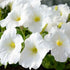 Rare Petunia Seeds for Planting - 300+ Beautiful Perennial Flowers Seeds Heirloom Vine Seeds - High Germination Rate Open Pollinated...
