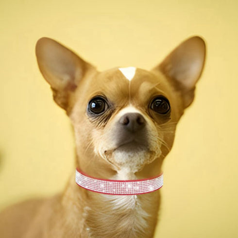 Bling Dog Collar, Rhinestone Dog Collars Cute Diamond jewel Sparkle Fancy Leather Cat Pet Collar for XXS Xsmall Small Medium Large XL XXL Puppy Gi...