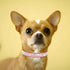 Bling Dog Collar, Rhinestone Dog Collars Cute Diamond jewel Sparkle Fancy Leather Cat Pet Collar for XXS Xsmall Small Medium Large XL XXL Puppy Gi...