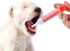 4Pcs Cat Pill Shooter Plunger Popper for Small Pet Cat Dog Soft Tip Tablet Syringe Pusher Pill Gun Dispenser Pet Medicine Feeder Piller Popper Med...