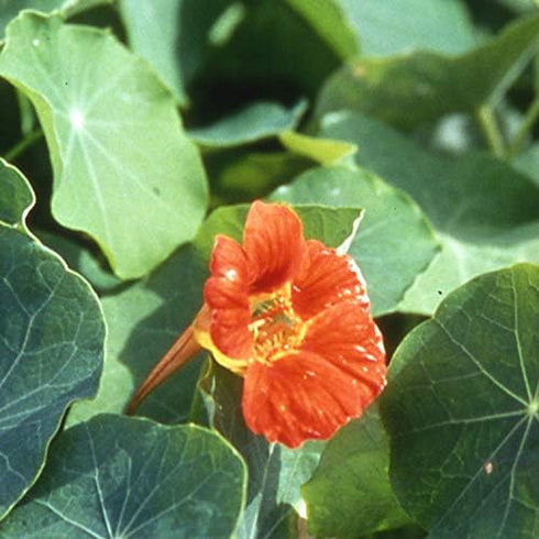 Outsidepride Tropaeolum Nasturtium Vesuvius Climbing, Vining, Flowering, Plants for Trellis, Fences, Arbors & More - 200 Seeds...