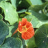 Outsidepride Tropaeolum Nasturtium Vesuvius Climbing, Vining, Flowering, Plants for Trellis, Fences, Arbors & More - 200 Seeds...