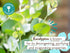 Babo Botanicals Eucalyptus Remedy 2-in-1 Bubble Bath & Wash - Invigorating Eucalyptus, Rosemary & Peppermint - For all ages - EWG Verified - Vegan...
