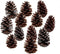 DKKRRNT PineCones Tall Bulk Package All Natural,Real Preserved Pine Cones Big Pinecones and Perfect Natural Pine Cones for Christmas Hanging Ornam...