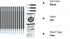 Vanstek 12 Black Erasable Gel Pen Refills, Gel Ink Refills Compatible with FriXion & Friction Erasable Pens, Fine Point 0.7 mm, Perfect for Writin...