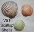 Scott Clark Woolley Scallop Shell Molds (set of 3)...