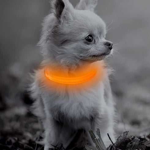 Light Up Dog Collars - Rechargeable LED Dog Collar, Reflective Puppy Collar Dog Lights for Small Breeds Dogs Or Cats (Orange, XS (8.5-11.8inch / 2...