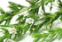 1000 Mixed Herb Seeds Heirloom Non-GMO 12 Varieties This is a Mix! Thyme Oregano Sage Tarragon Marjoram Summer Savory Basil Italian Greek Thai Dwa...