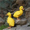 Resin Duck Figures Garden Decoration,Outdoor Statue,Yard Decoration (a Pair)...