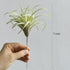 Artificial Air Plants Faux Succulents Plants Unpotted Small Tillandsia Look Real in Flocked Green Premium Crafting DIY Floral Decor for Home Garde...
