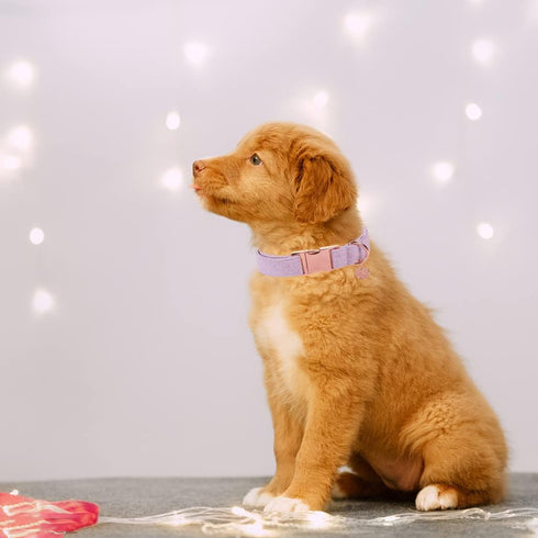 DOGWONG Cotton Dog Collar Leash Set, Purple Pet Collar Durable Adjustable Puppy Dog Collar for Small Medium Large Dogs...