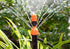 CTKcom Micro Spray Adjustable 360 Degree Water Flow Irrigation Drippers on Stake Emitter Drip System,Pack of 25...