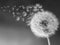 Zimal Diamond Painting Full Round Diamond"Dandelion" 3D Embroidery Cross Stitch Rhinestone 5D DIY Mosaic Decor Black White Art Decor 11.8 x 15.8 I...