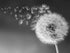 Zimal Diamond Painting Full Round Diamond"Dandelion" 3D Embroidery Cross Stitch Rhinestone 5D DIY Mosaic Decor Black White Art Decor 11.8 x 15.8 I...