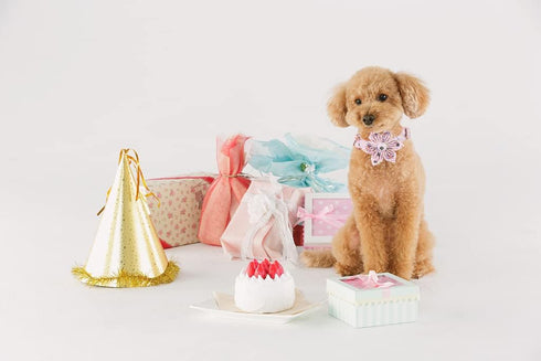 Elegant little tail Birthday Dog Collar, Cute Detachable Dog Collar with Flower, Gift Pet Collar Adjustable Dog Collar for Small Dog...