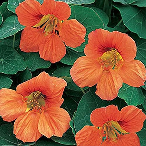 Outsidepride Tropaeolum Nasturtium Vesuvius Climbing, Vining, Flowering, Plants for Trellis, Fences, Arbors & More - 200 Seeds...