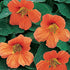 Outsidepride Tropaeolum Nasturtium Vesuvius Climbing, Vining, Flowering, Plants for Trellis, Fences, Arbors & More - 200 Seeds...