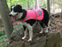 Dog Reflective Vest, Sizes to Fit Dogs 14 lbs to 130 lbs - SafetyPUP XD Hi Vis, Safety Vest Keeps Dogs Visible On and Off Leash in Both Urban and ...
