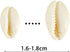 200 Pcs Natural White Cowrie Shells Bulk - 16-18mm No Holes Whole Seashells for Jewelry Making, Wedding Decor, Crafts, Beach Party Supplies (Small...