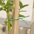Twist Ties 66 Feet Gardening Wire Plant Green Coated Spool Dispenser Secure Cutter Indoor Outdoor Multifunction Office Organization Tomatoes Vines...