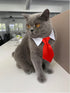 8 Pieces Pets Dog Cat Bowtie Pet Sunglasses Pet Costume Adjustable Formal Necktie Collar for Cats Small Dogs Puppy Grooming Accessories (Black/red...