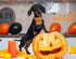 ARING PET Dog Collar, Halloween Dog Collar with Detachable Bow Tie, Adjustable Ghost Pumpkin Bowtie Dog Collar with Metal Buckle...