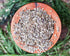 Food to Live - Dill Seeds Whole, 7 Ounces Kosher, Raw, Vegan, Bulk...