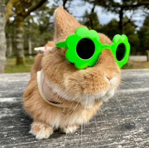 6 Pieces Small Animal Summer Hats & Sunglasses Small Pet Costume Outfit Accessories for Bunny Kitty Guinea Pig Puppy Chinchilla Ferrets...