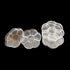 Plastic Clear Round Jewelry Box 7 Grids Travel Plum Flower Shaped Jewelry Bead Organizer Box Storage Container Case for Crafts Screws Small Parts ...