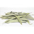 Whole Eucalyptus Leaves, Natural Eucalyptus Herb Leaves, 114g (4.0 oz)...