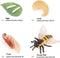 Bee Growth Cycle, Animal Growth Cycle Biological Model, Growth Stage Lifelike Bee Life Cycle Model Set for Kids Education Insect Themed Party Favo...