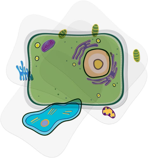 Plant Cell Anatomy Model, See Through Building Kit, Early Cell Biology and Life Science STEM Toys, Classroom Teaching Aid, Educational Learning Ac...