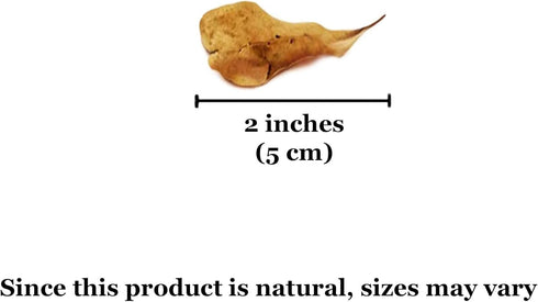 SunGrow 100 pcs Catappa Indian Almond Leaves for Betta Fish Tank Aquarium, 2” Water Conditioner Leaves, Leaf Also Suitable for Shrimp, Goldfish, G...