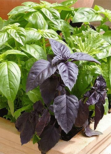 Seeds Indoor Basil Mix (Red, Purple and Green) Herb Heirloom for Planting Non GMO...