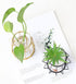 Glass Vase Nordic Small Flower Vase Clear Glass Bud Vases with Metal Geometric Iron Line Cup Vase Pot for Hydroponic Planter Flowers Rack Stand Mo...