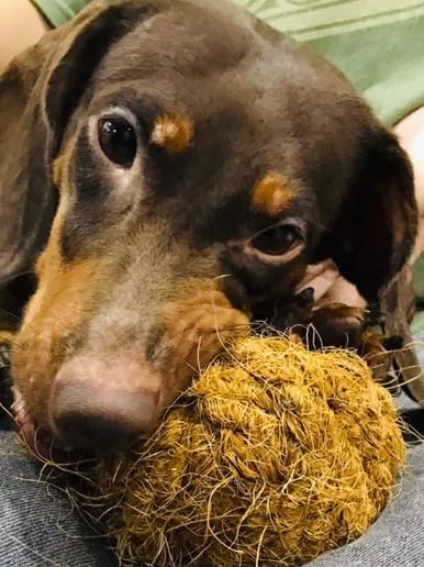 Nutties Coconut Husk Fiber Ball Toy and Magic Toothbrush for Dogs - 2 Sizes (Large)...