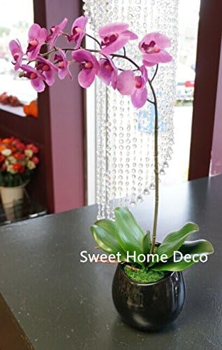 Sweet Home Deco Gel Coated Phanaenopsis Orchid Artificial Greenery Leaf with Realistic Roots Set of 2 (1, 6.5''L)...